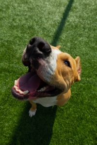 American Staffordshire Terrier dog on a summer day