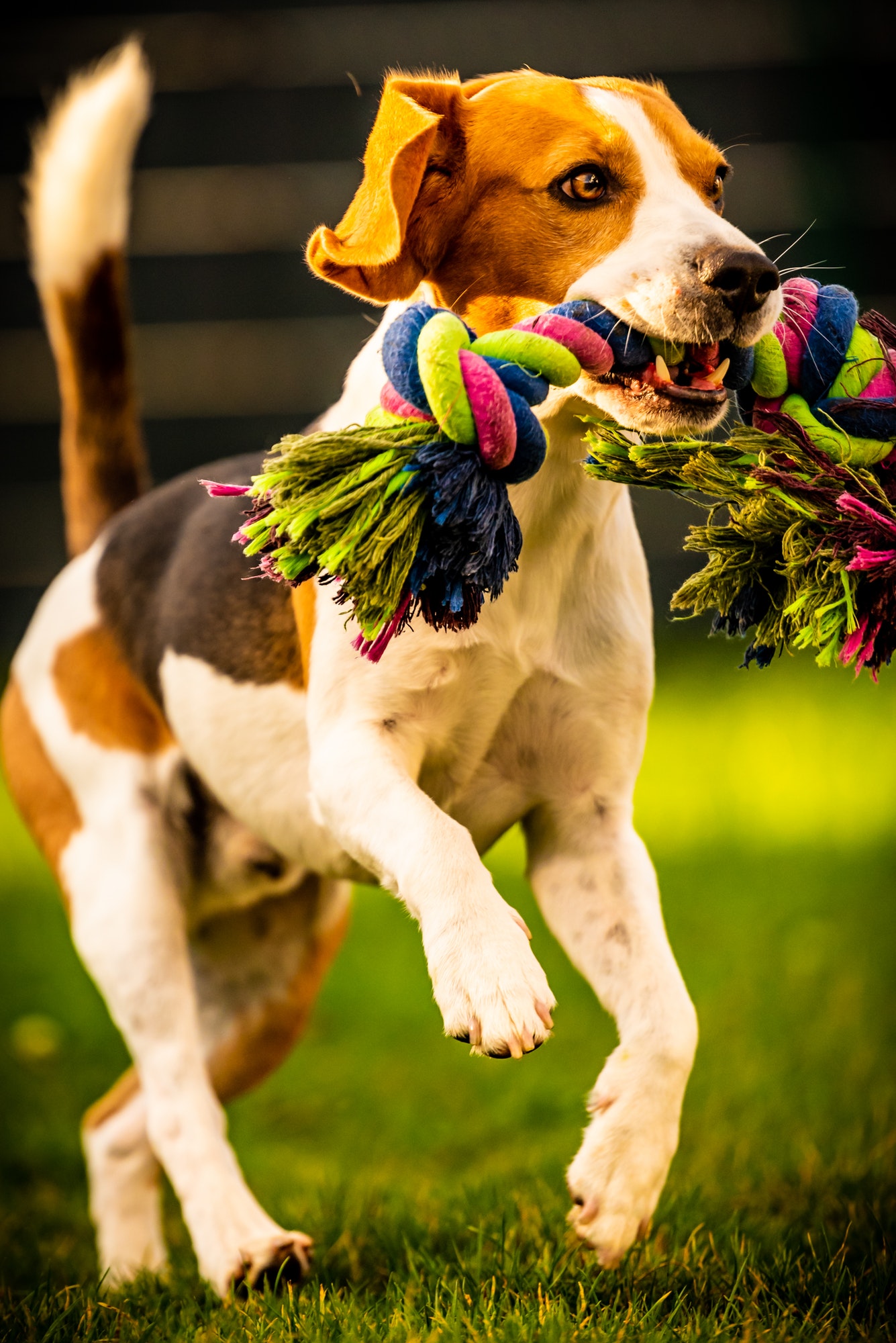 Beagle dog jumping and running with a toy towards the camera