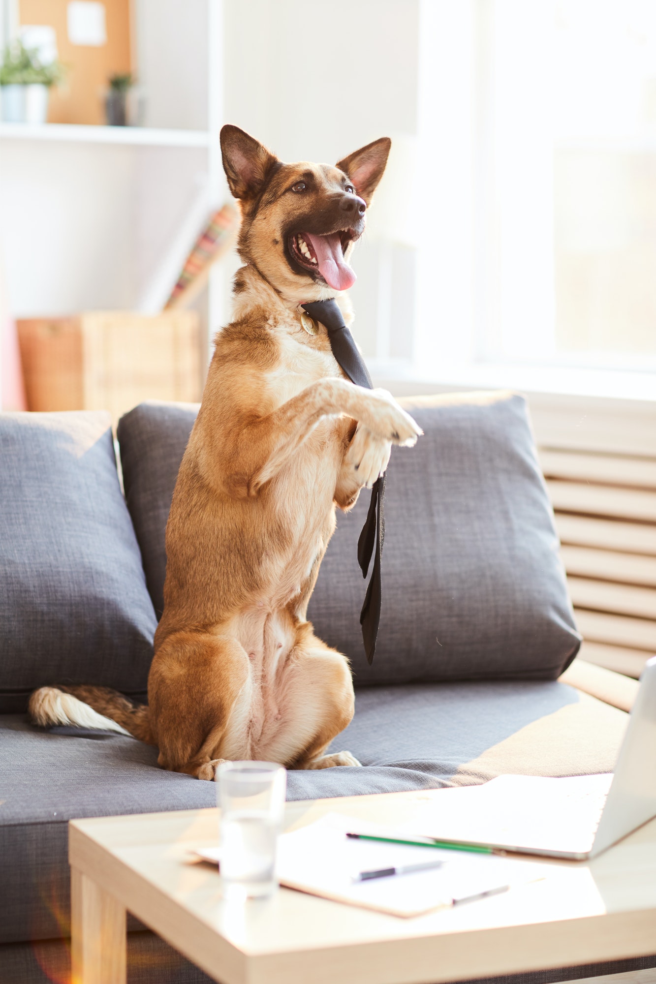 Business Dog