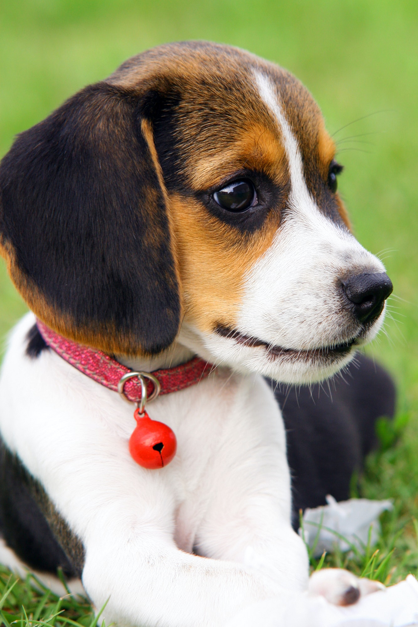 Cute Beagle puppy