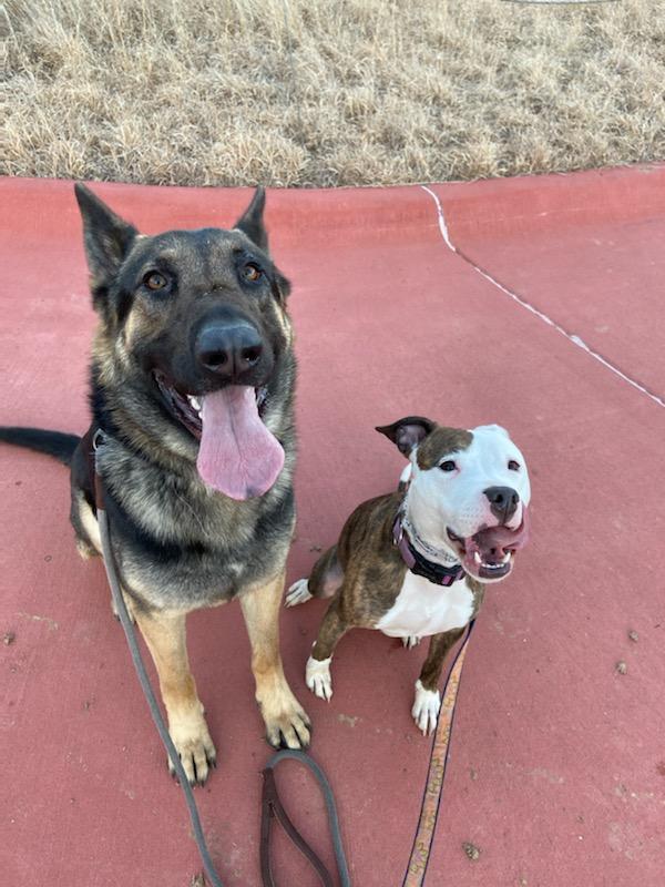 Private Dog Training Programs HD Interactions